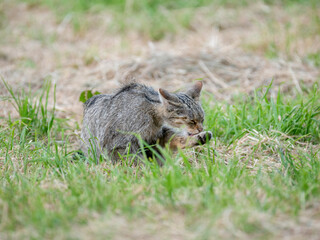Europäische Wildkatze oder Waldkatze (Felis silvestris)