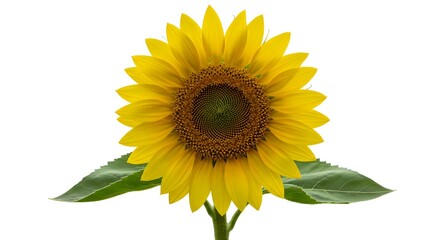Fototapeta premium Sunflower Isolated on White Background: Vibrant Yellow Flower