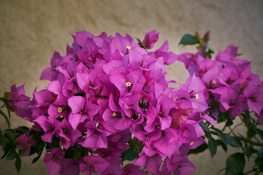 Flores Mexicanas, Bugambilia.