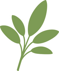 Obraz premium sage leaf