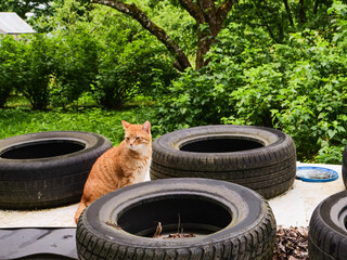 Cute ginger cat sitting on a pile of goods covered with plastic and car tires to keep it all in a...