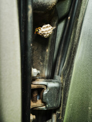 Wasp building nest on metal inside side of a car door.