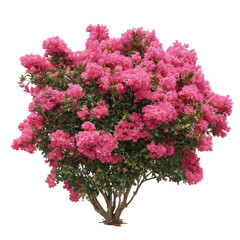 Pink crape myrtle tree isolated on transparent background