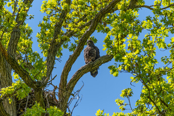 Bald Eaglet Perched On A Tree Branch Near Its Nest In Spring In Wisconsin