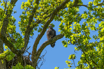 Bald Eaglet Perched On A Tree Branch Near Its Nest In Spring In Wisconsin