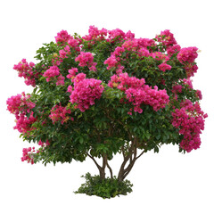 Bougainvillea plant with pink flowers isolated on transparent background