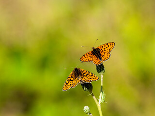 Roter Scheckenfalter (Melitaea didyma)