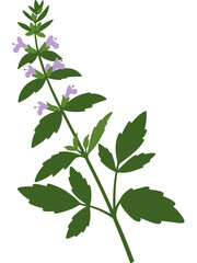 anise hyssop plant