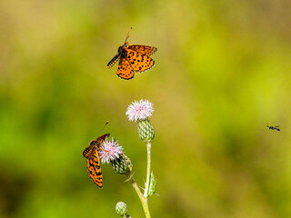 Roter Scheckenfalter (Melitaea didyma)