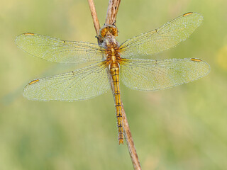 Beautiful nature scene with Keeled skimmer (Orthetrum coerulescens). Macro shot of Keeled skimmer (Orthetrum coerulescens) flower. Keeled skimmer (Orthetrum coerulescens) in the nature habitat.