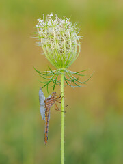 Beautiful nature scene with Keeled skimmer (Orthetrum coerulescens). Macro shot of Keeled skimmer (Orthetrum coerulescens) flower. Keeled skimmer (Orthetrum coerulescens) in the nature habitat.