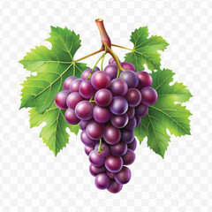 realistic fresh grapes hanging from a branch with green leaves in a natural setting isolated on transparent background