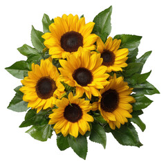 Bouquet of sunflowers isolated on transparent background