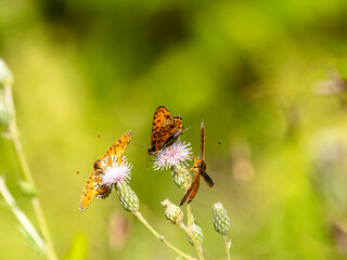 Roter Scheckenfalter (Melitaea didyma)