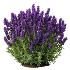 Lavender plant isolated on transparent background