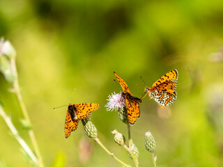 Roter Scheckenfalter (Melitaea didyma)
