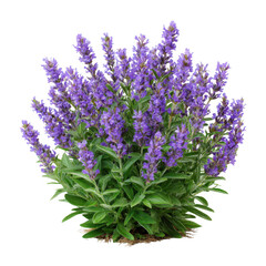 Lavender plant isolated on transparent background