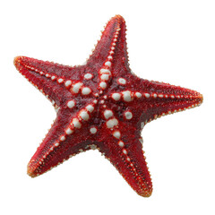 Red starfish isolated on transparent background