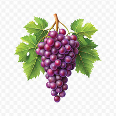 realistic fresh grapes hanging from a branch with green leaves in a natural setting isolated on transparent background