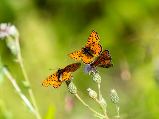 Roter Scheckenfalter (Melitaea didyma)