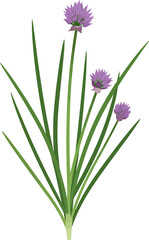 Fototapeta premium chive plant