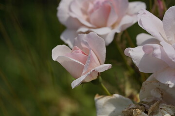 quantum valentine roses on different scales and macro photography