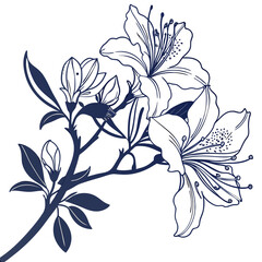 azalea hybrid on white background 