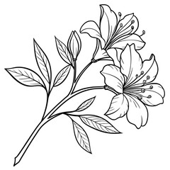 black and white azalea hybrid