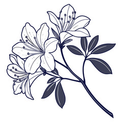 vector illustration of azalea hybrid