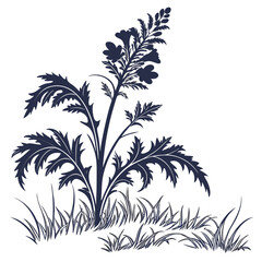 acanthus mollis on white background 