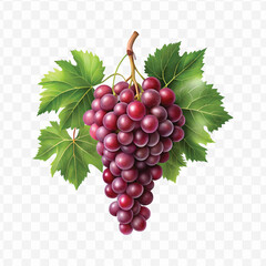 realistic fresh grapes hanging from a branch with green leaves in a natural setting isolated on transparent background