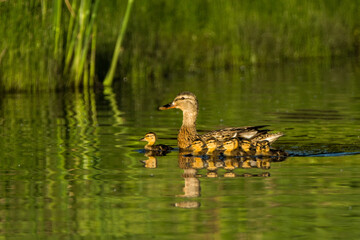Mallard Duck female with babies taken in southern MN in the wild
