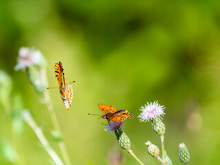 Roter Scheckenfalter (Melitaea didyma)