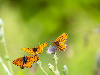 Roter Scheckenfalter (Melitaea didyma)
