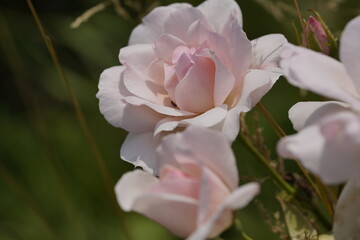 quantum valentine roses on different scales and macro photography