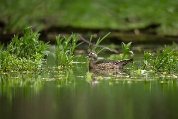 Wood duck female taken in southern MN in the wild
