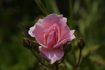 quantum valentine roses on different scales and macro photography