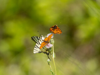 Roter Scheckenfalter (Melitaea didyma) , Segelfalter (Iphiclides podalirius)