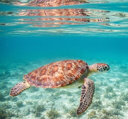 Obraz premium A majestic sea turtle gracefully swims through crystal-clear shallow waters, its shell reflecting the sunlight.