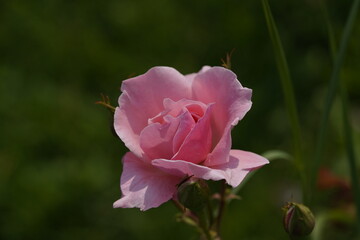 quantum valentine roses on different scales and macro photography
