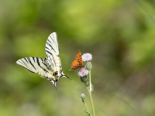Roter Scheckenfalter (Melitaea didyma) , Segelfalter (Iphiclides podalirius)