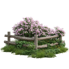Bush with pink flowers and a wooden fence isolated on transparent background