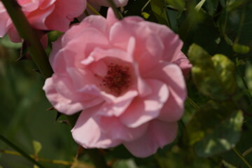 quantum valentine roses on different scales and macro photography