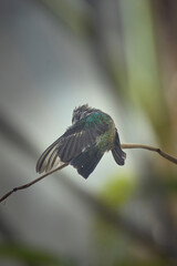 Fotos de colibríes, imágenes abstractas, aves mexicanas. © Isa