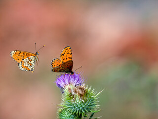 Roter Scheckenfalter (Melitaea didyma) Scheckenfalter (Melitaea didyma)
