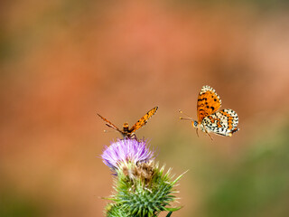 Roter Scheckenfalter (Melitaea didyma) Scheckenfalter (Melitaea didyma)