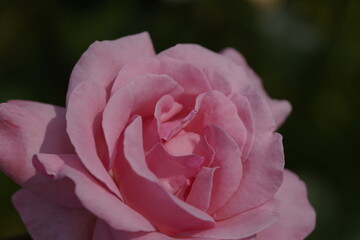 quantum valentine roses on different scales and macro photography
