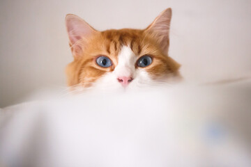 Blue-eyed cat frolicking on a white bed