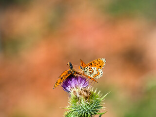 Roter Scheckenfalter (Melitaea didyma) Scheckenfalter (Melitaea didyma)