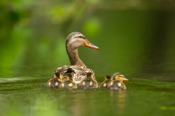 Mallard Duck female with ducklings taken in southern MN